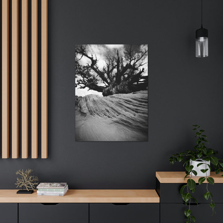 Desert Reach in Black and White - Canvas