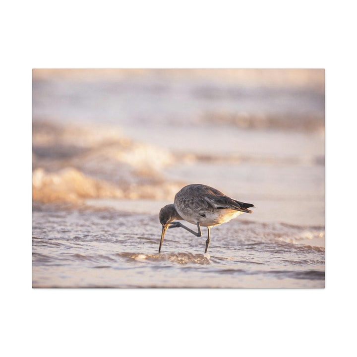 Willet Itch - Canvas