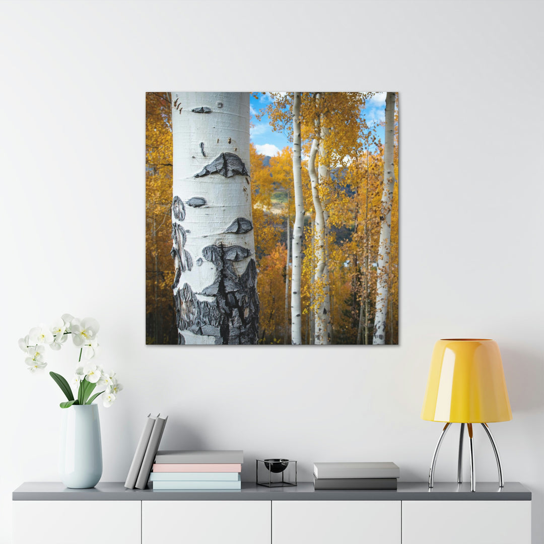 Aspens Changing - Canvas