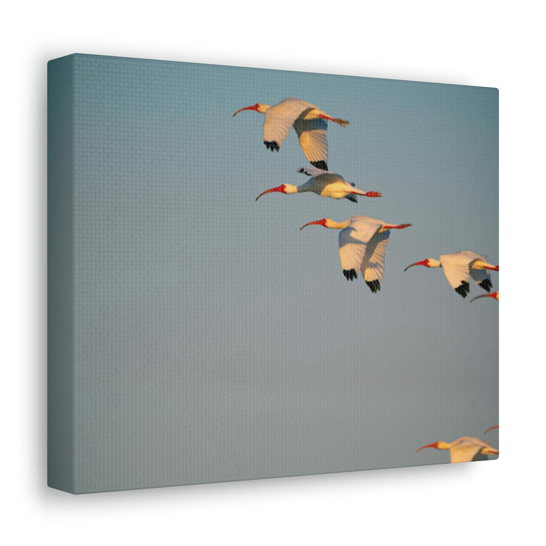 White Ibis in Flight - Canvas