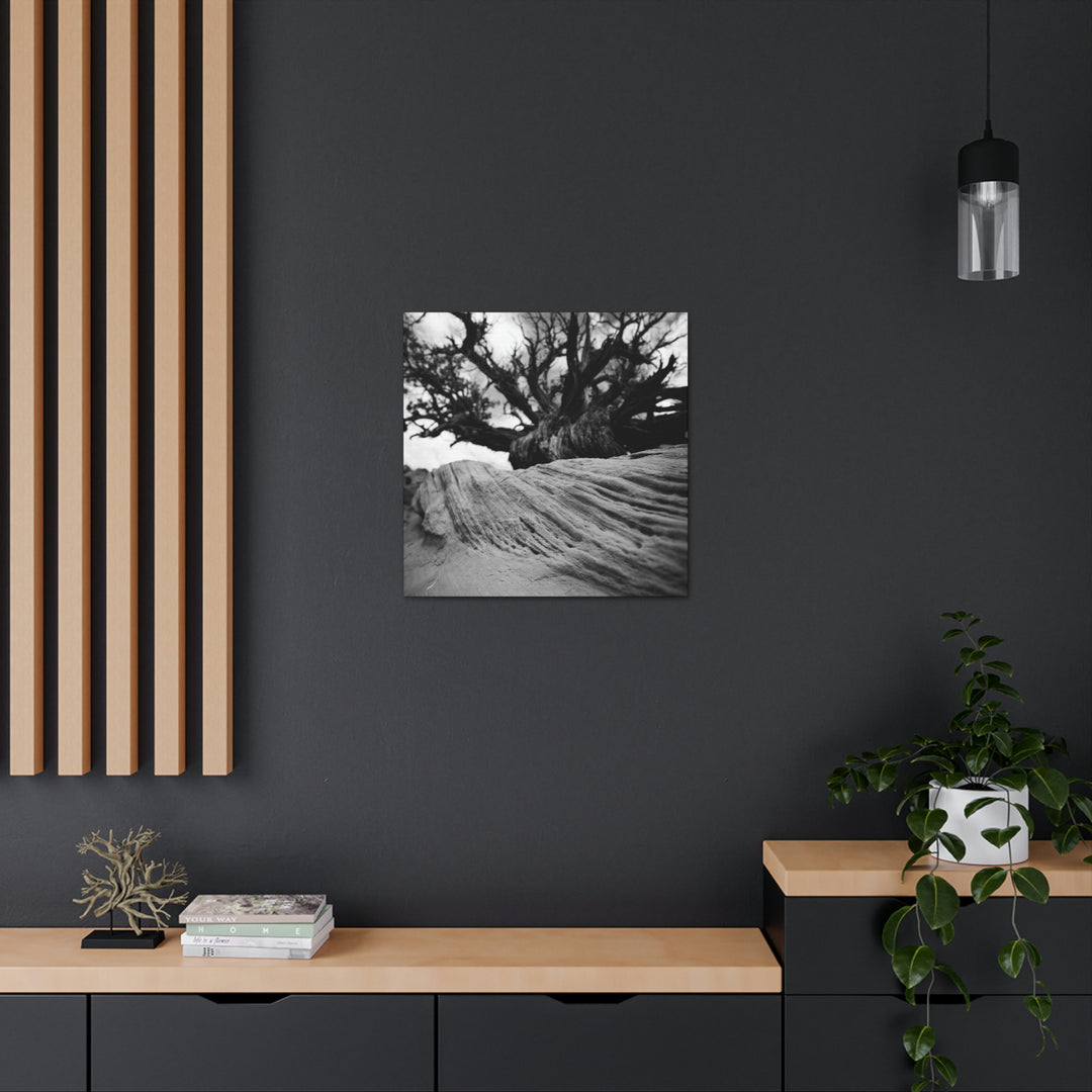 Desert Reach in Black and White - Canvas