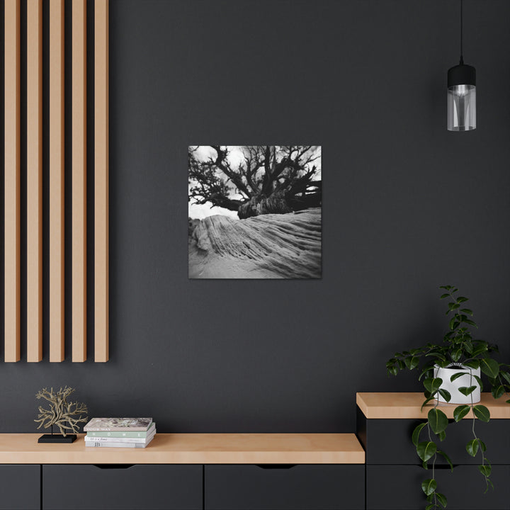 Desert Reach in Black and White - Canvas