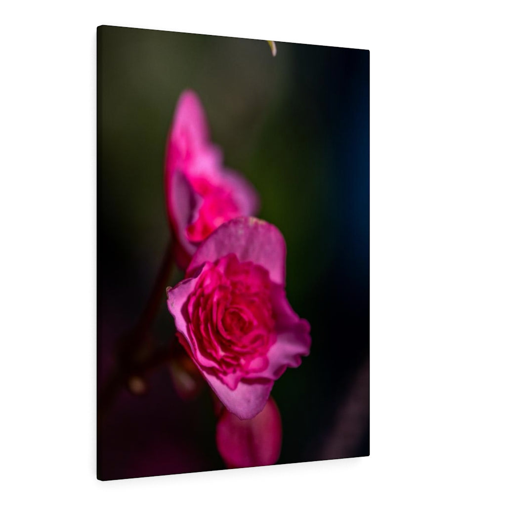 Hybrid Tea Lily - Canvas