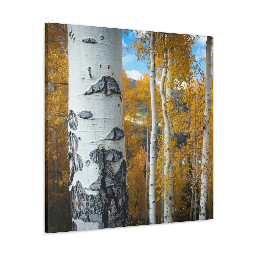 Aspens Changing - Canvas