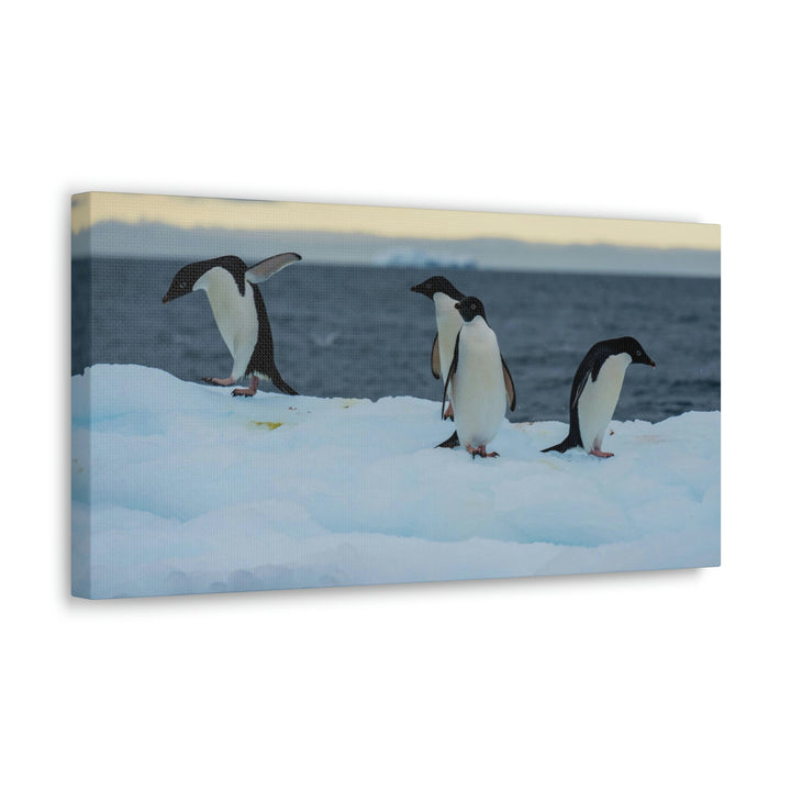 Penguin Dance - Canvas