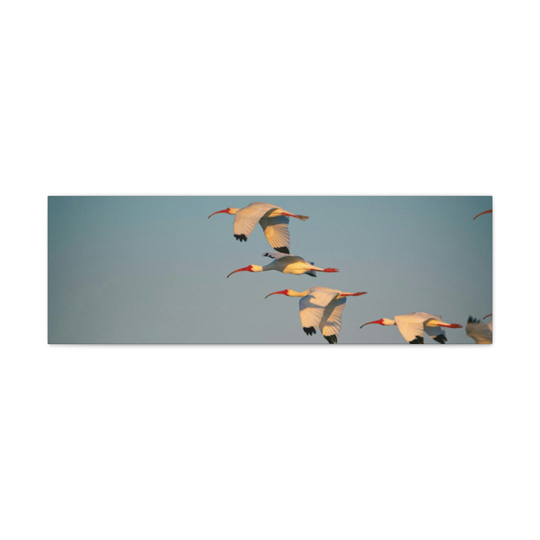 White Ibis in Flight - Canvas