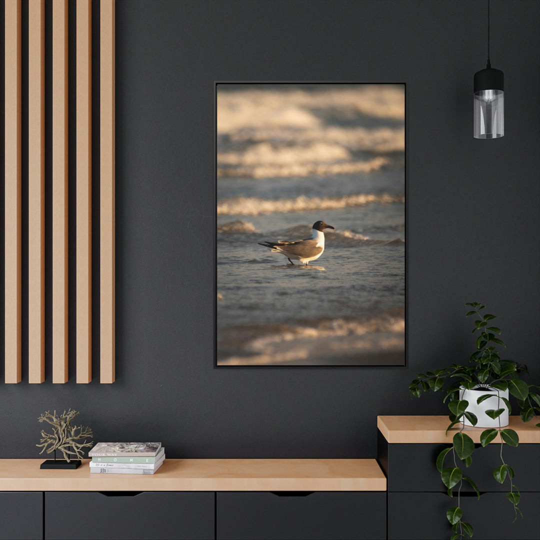 Laughing Gull in the Surf - Canvas with Frame