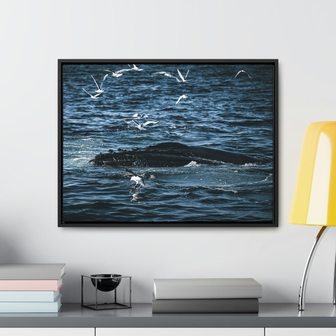 Humpback Hello - Canvas with Frame