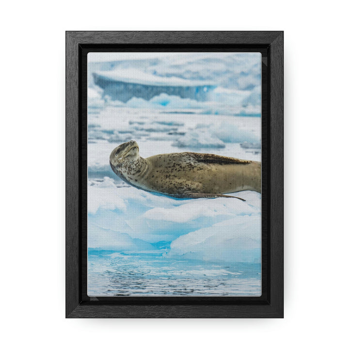 Leopard Seal Relaxing - Canvas with Frame