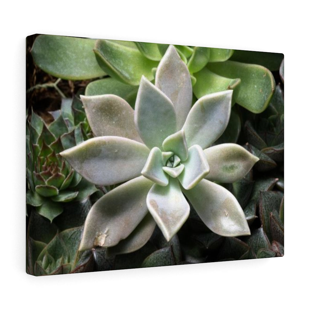 Succulent - Array - Canvas