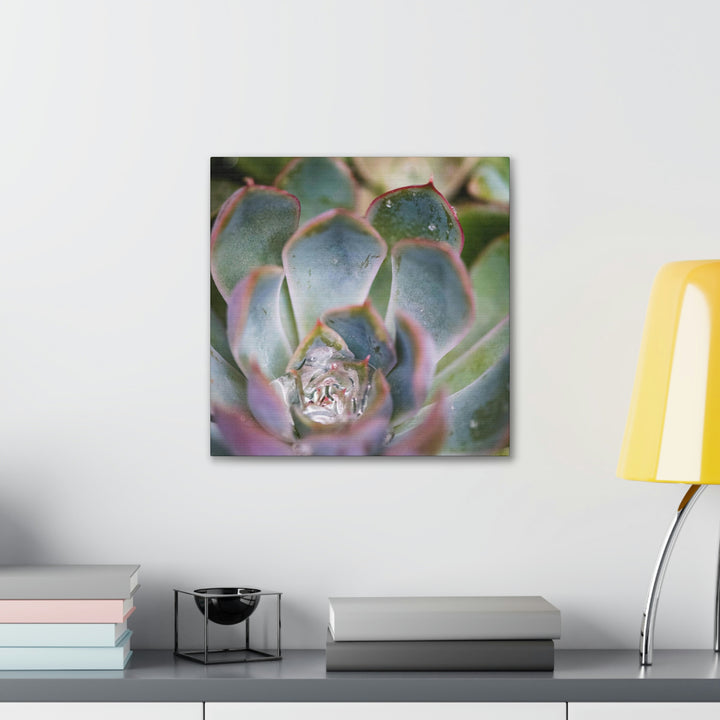 Stunning Succulent - Canvas