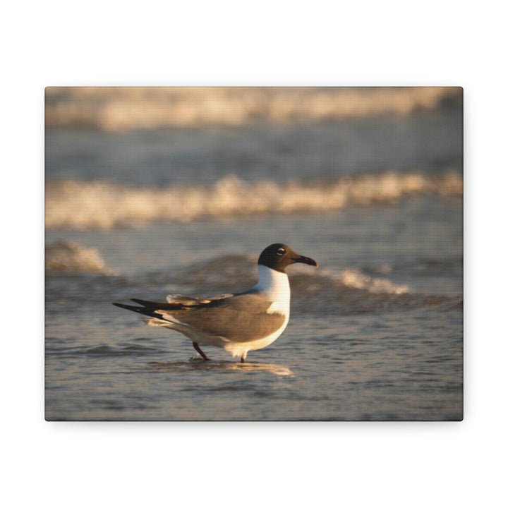 Laughing Gull in the Surf - Canvas