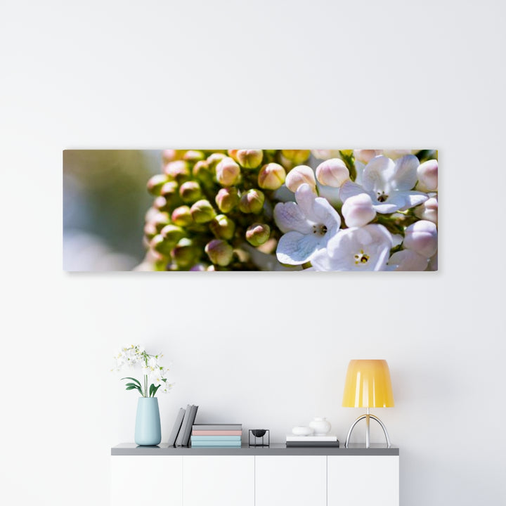 Mid-Bloom - Canvas