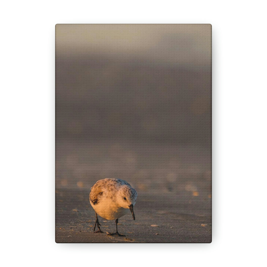 Feeding Sanderling - Canvas