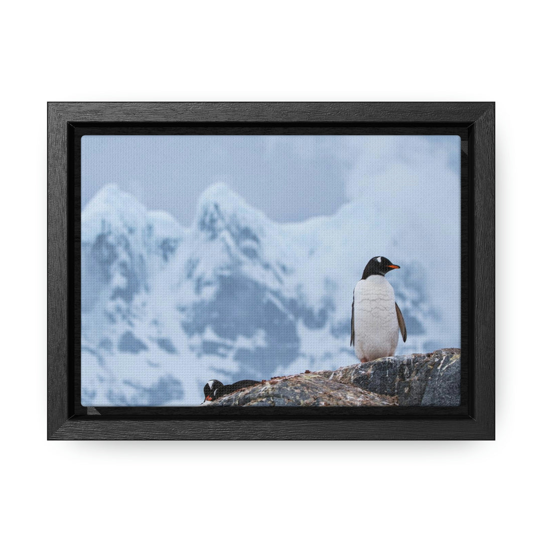 Poised Penguin - Canvas with Frame