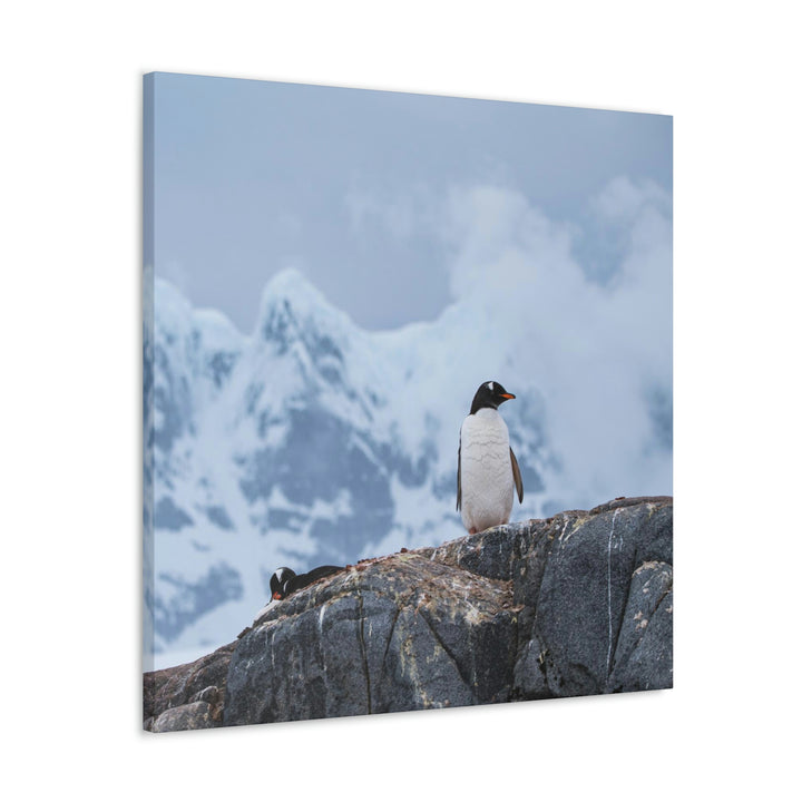 Poised Penguin - Canvas