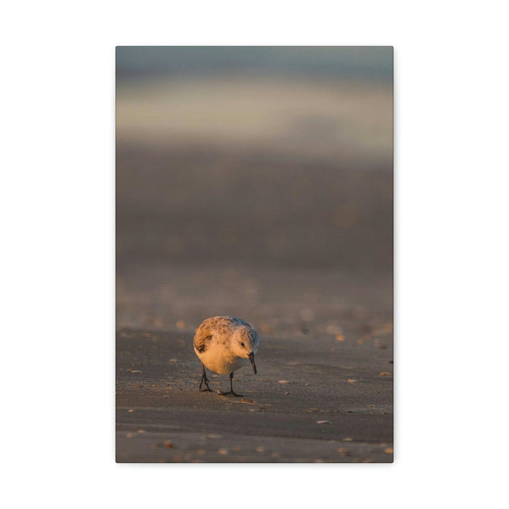 Feeding Sanderling - Canvas