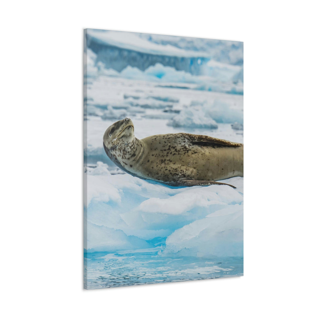 Leopard Seal Relaxing - Canvas