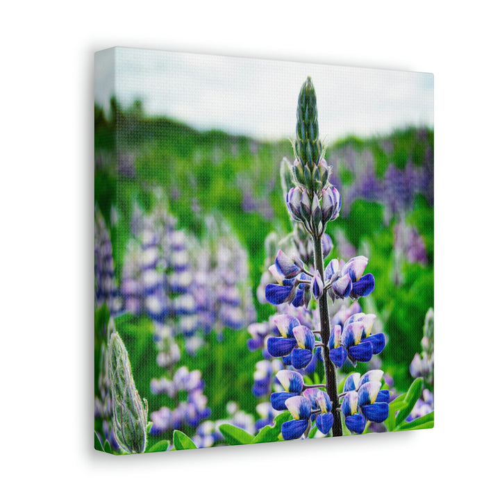 Glowing Lupin - Canvas