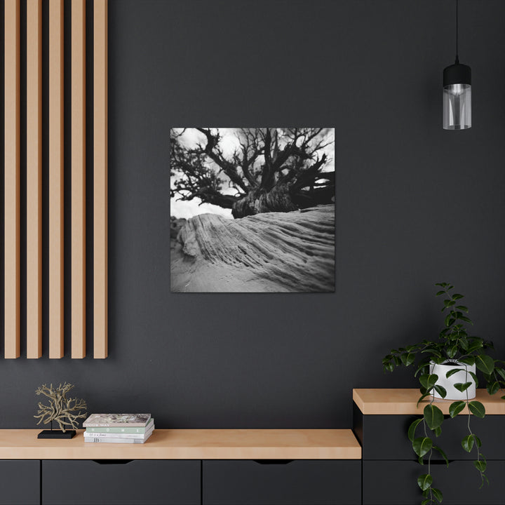 Desert Reach in Black and White - Canvas