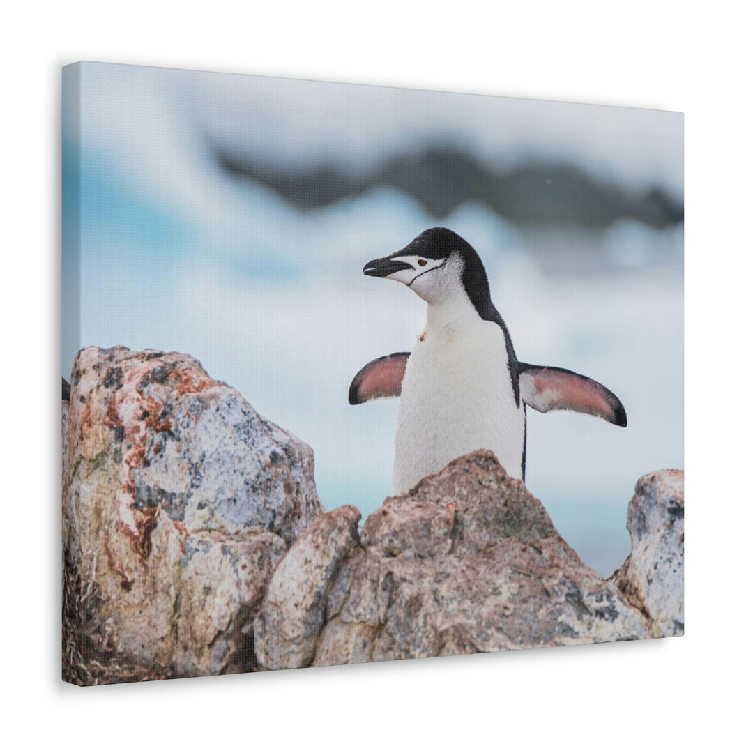 Stretched Penguin - Canvas