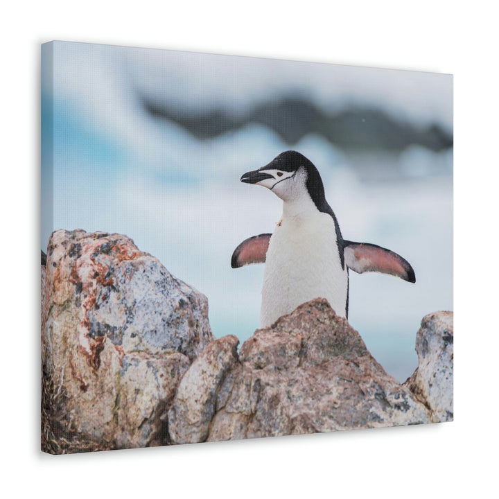 Stretched Penguin - Canvas