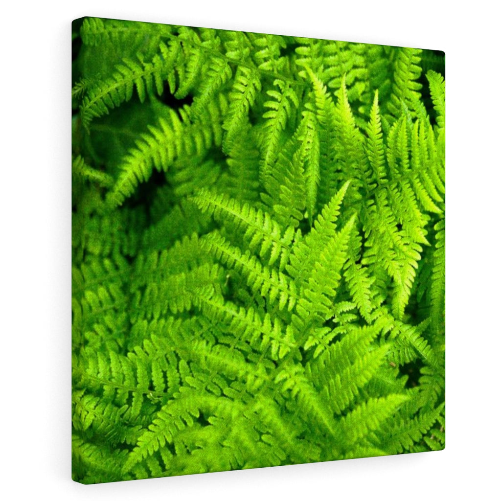 Ferns, Ferns, Ferns - Canvas