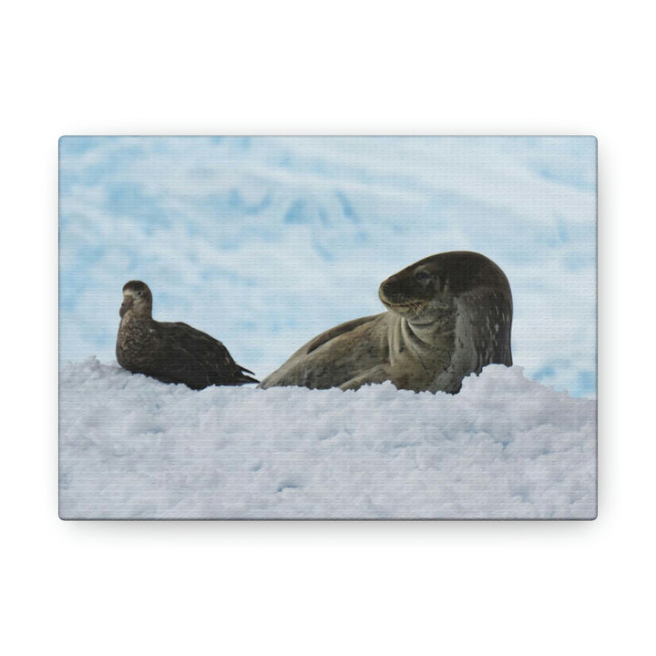 A Resting Pair - Canvas