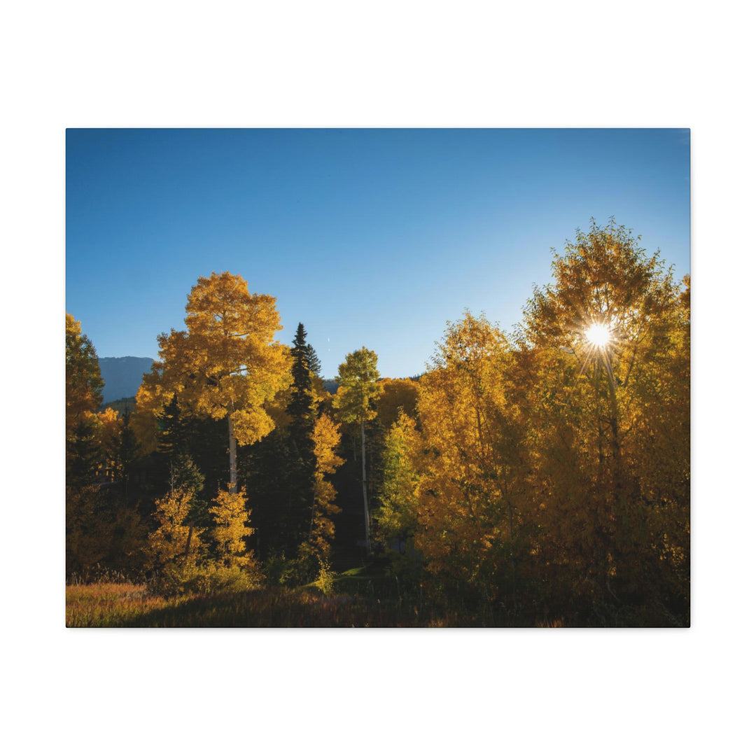 Sun Through the Aspens - Canvas