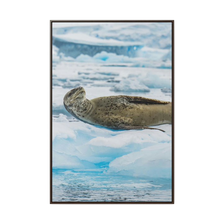 Leopard Seal Relaxing - Canvas with Frame