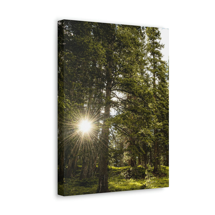 Forest Light - Canvas