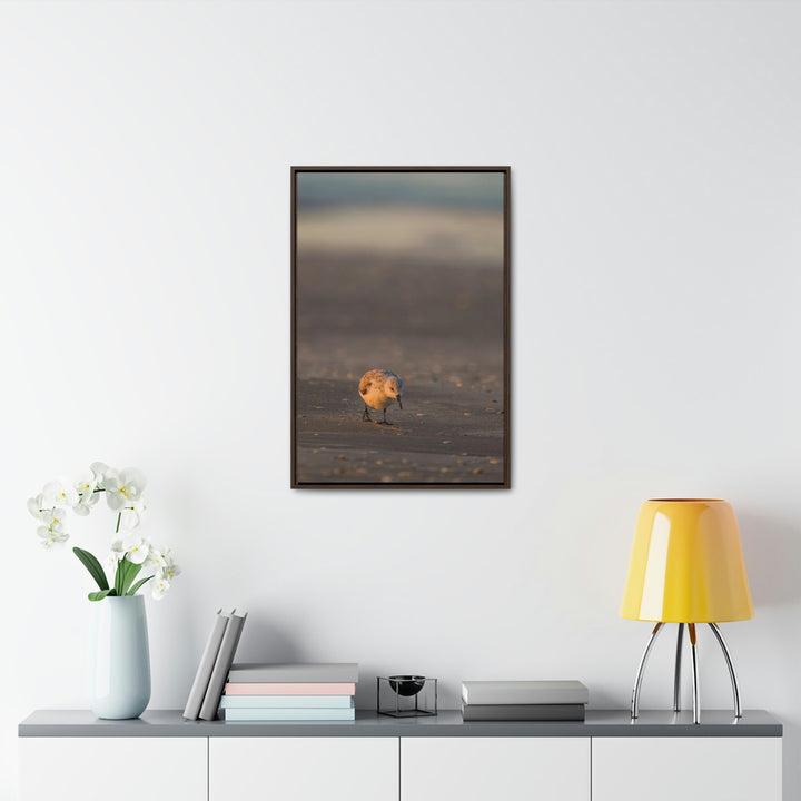 Feeding Sanderling - Canvas with Frame