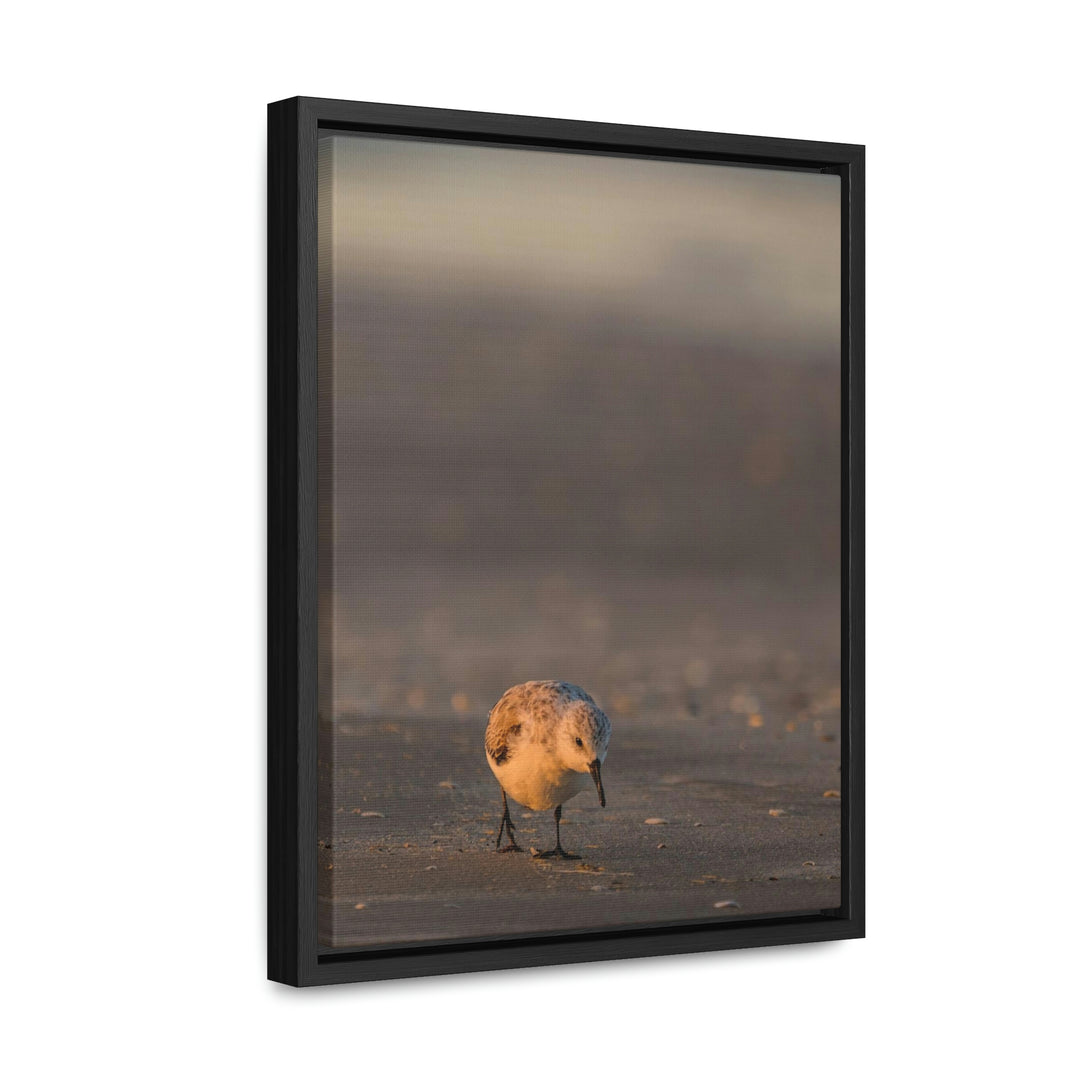 Feeding Sanderling - Canvas with Frame