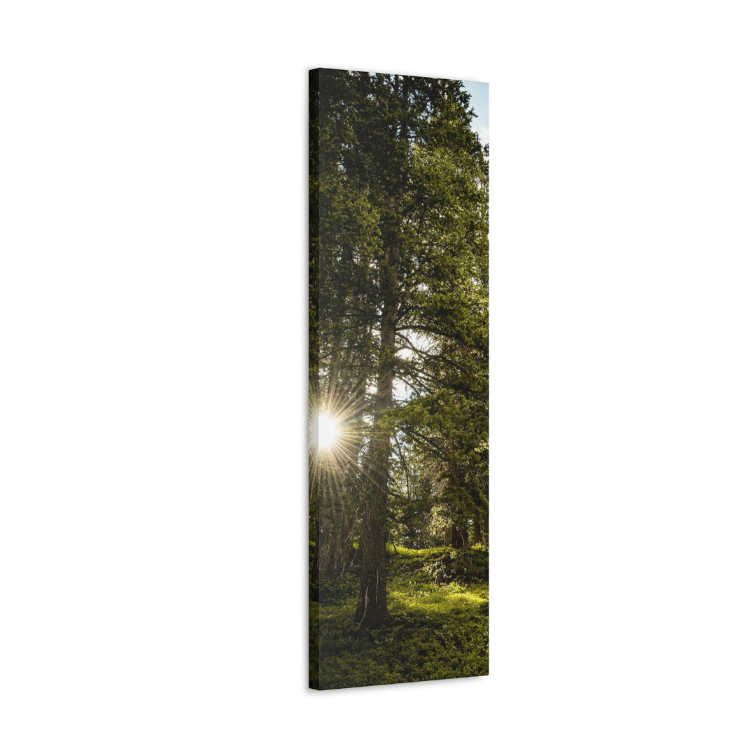 Forest Light - Canvas