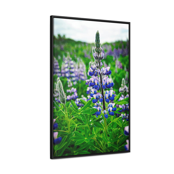 Glowing Lupin - Canvas with Frame