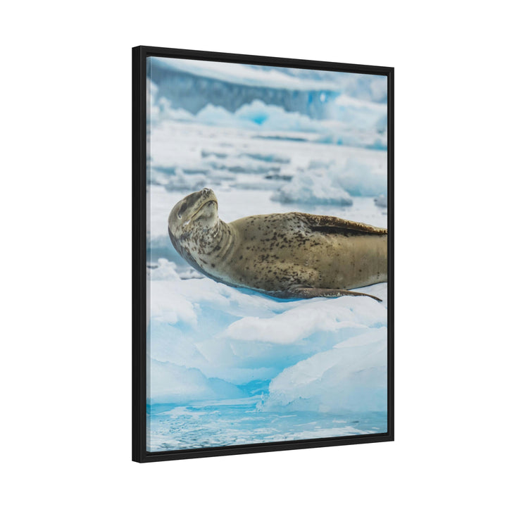 Leopard Seal Relaxing - Canvas with Frame