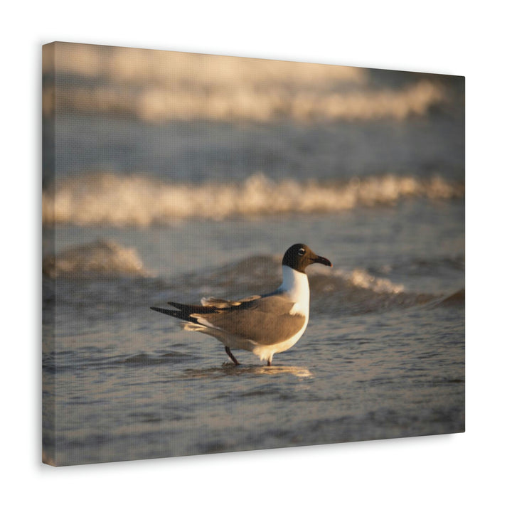 Laughing Gull in the Surf - Canvas