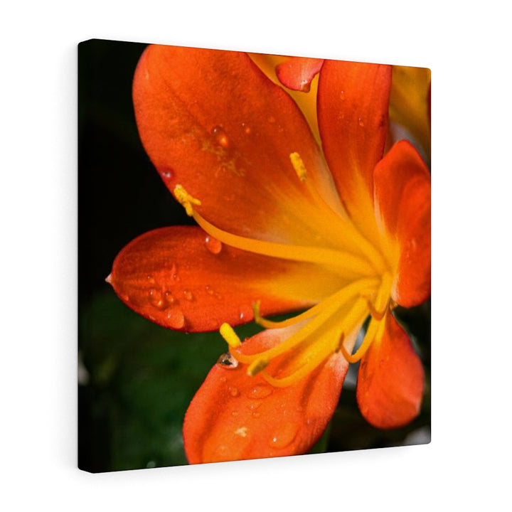 Bright Bush Lily - Canvas