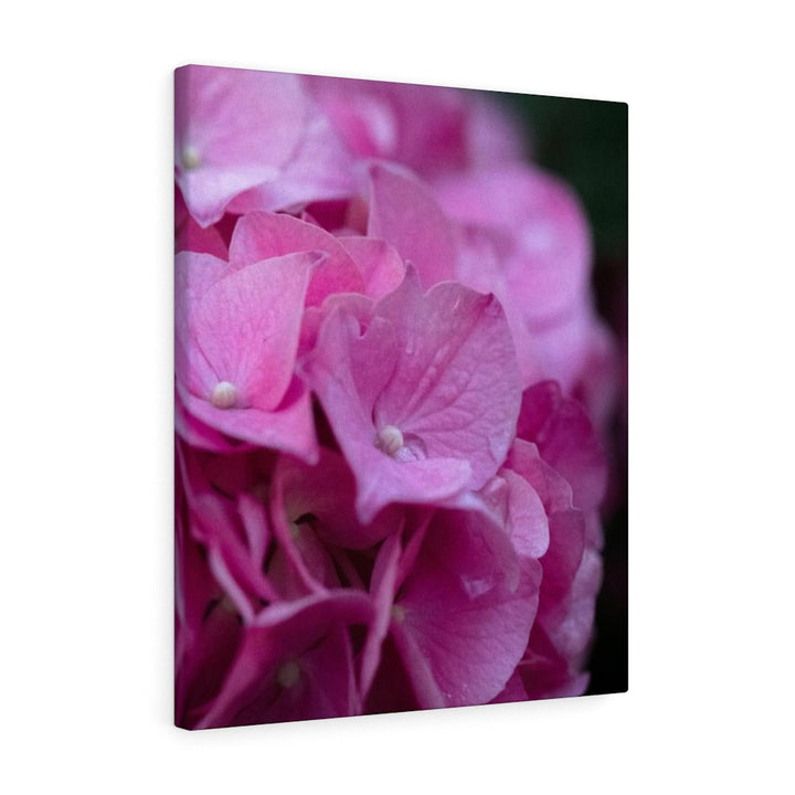 Pink Hydrangea Detail - Canvas