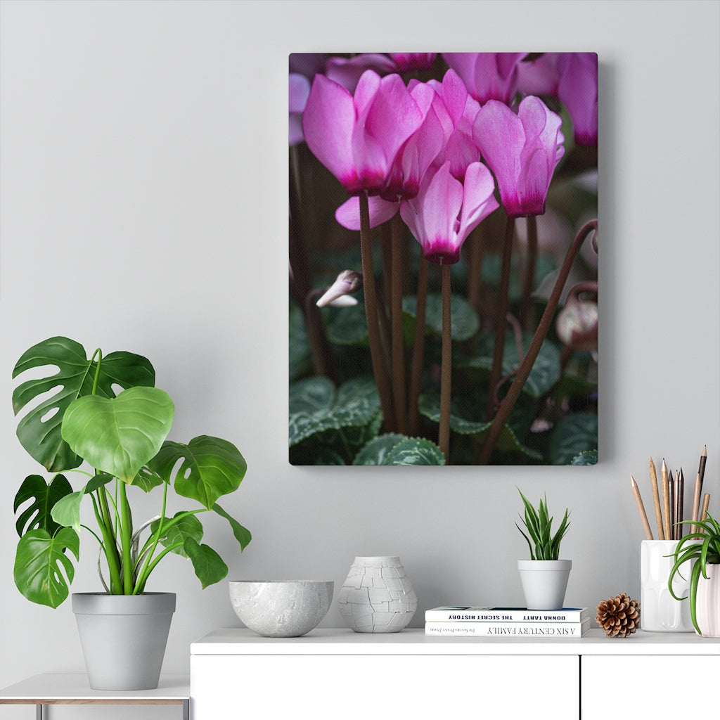 Cyclamen Reach - Canvas