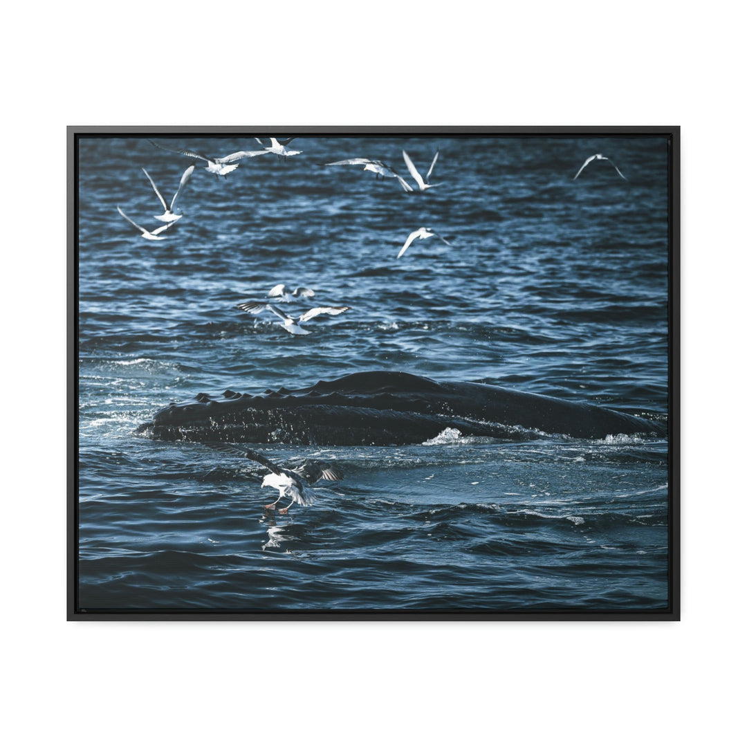 Humpback Hello - Canvas with Frame