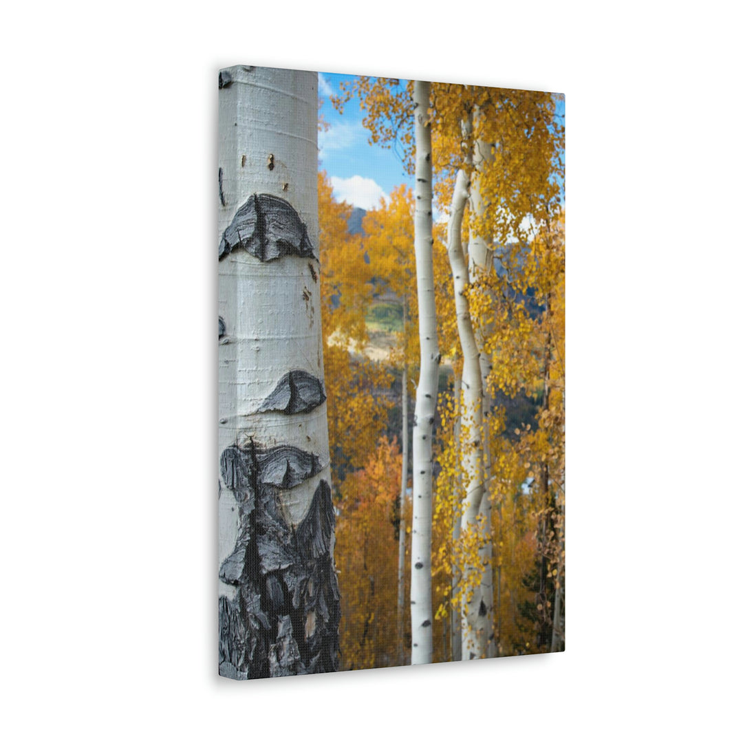 Aspens Changing - Canvas