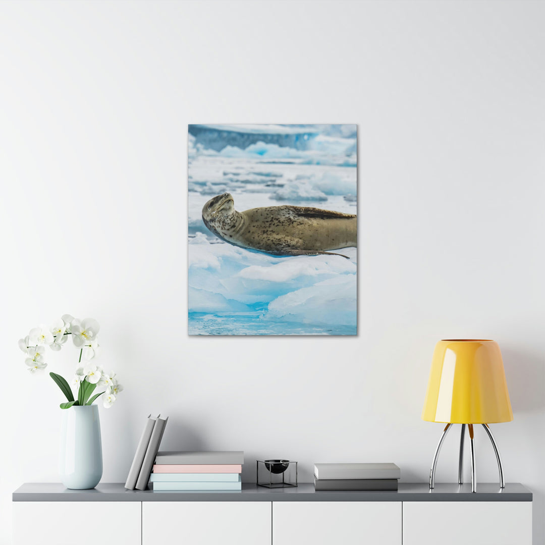 Leopard Seal Relaxing - Canvas