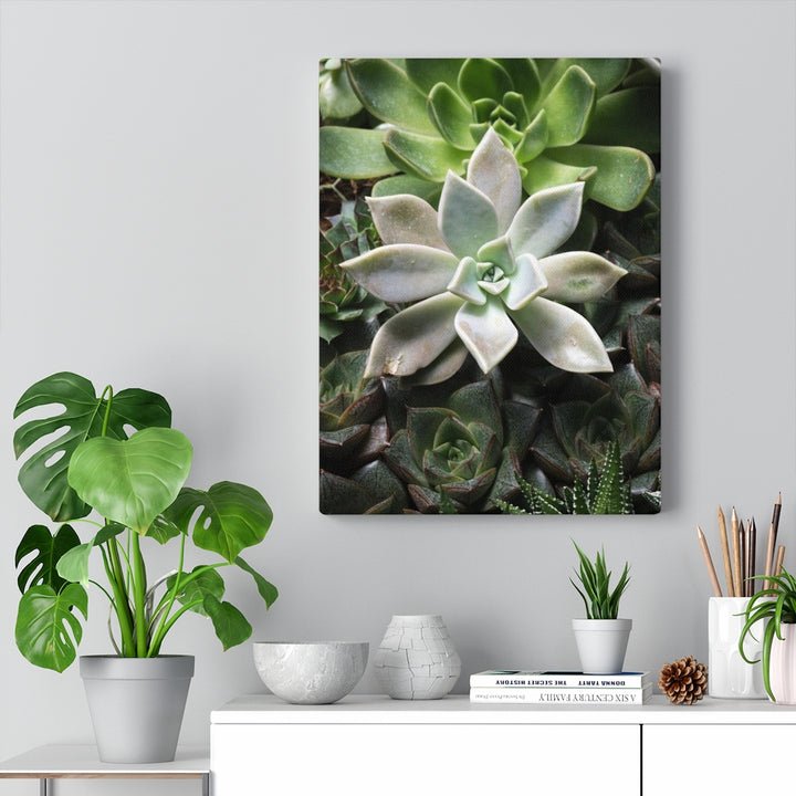 Succulent - Array - Canvas