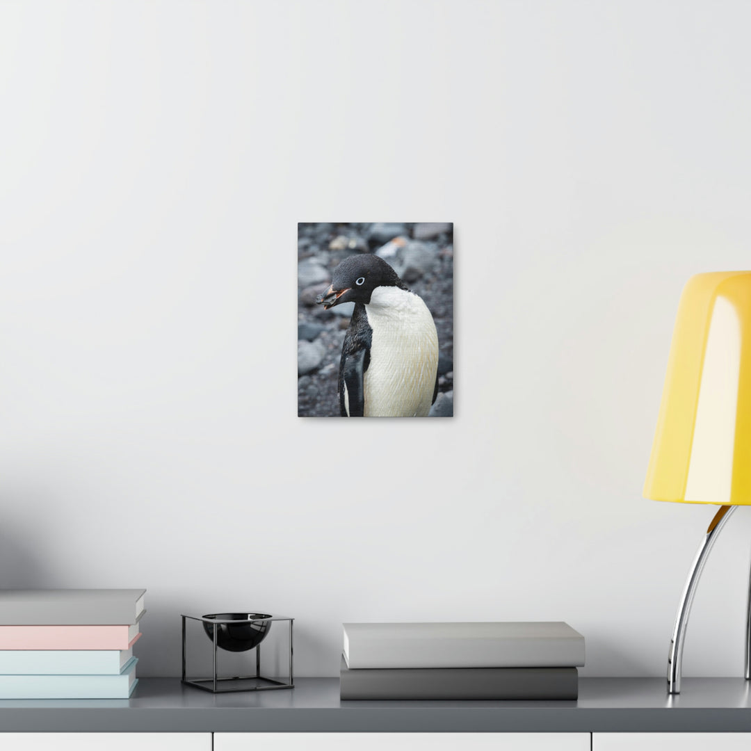 A Penguin's Pebble - Canvas