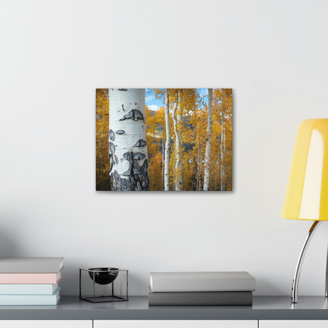 Aspens Changing - Canvas