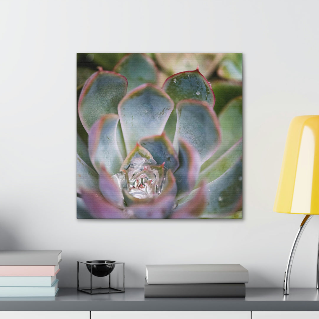 Stunning Succulent - Canvas