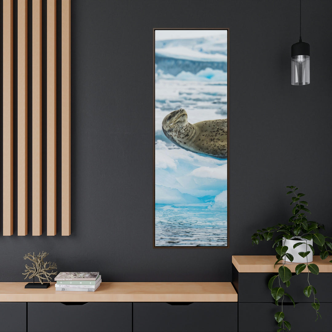 Leopard Seal Relaxing - Canvas with Frame