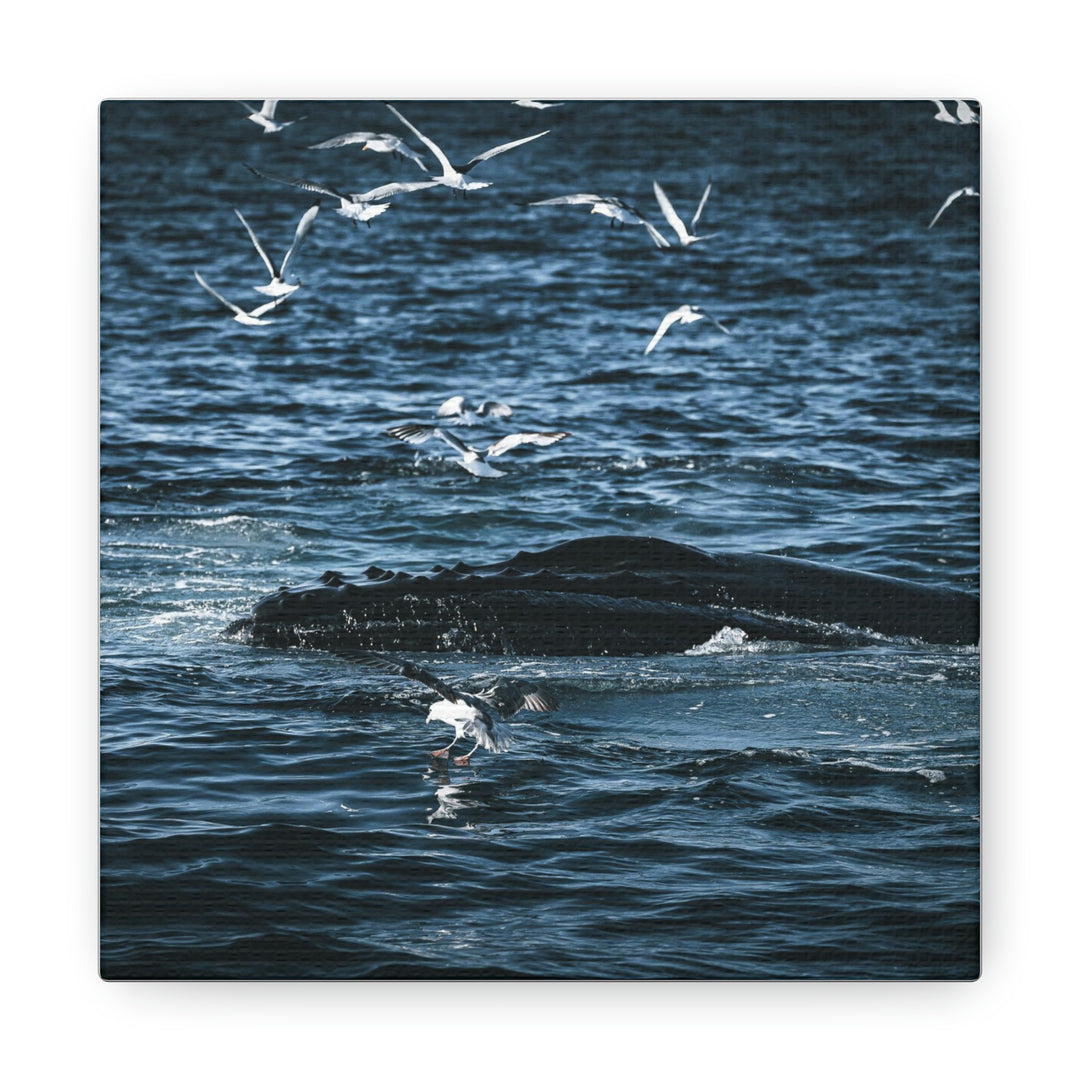 Humpback Hello - Canvas