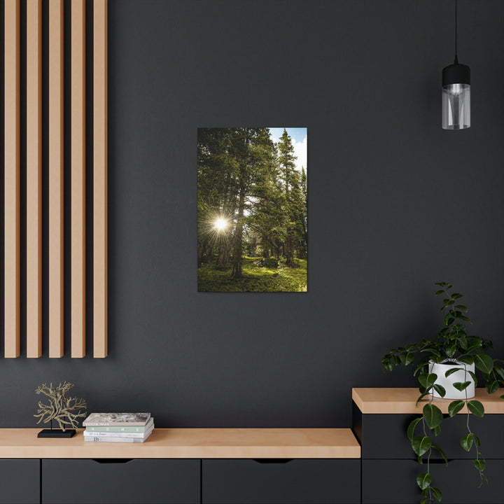 Forest Light - Canvas